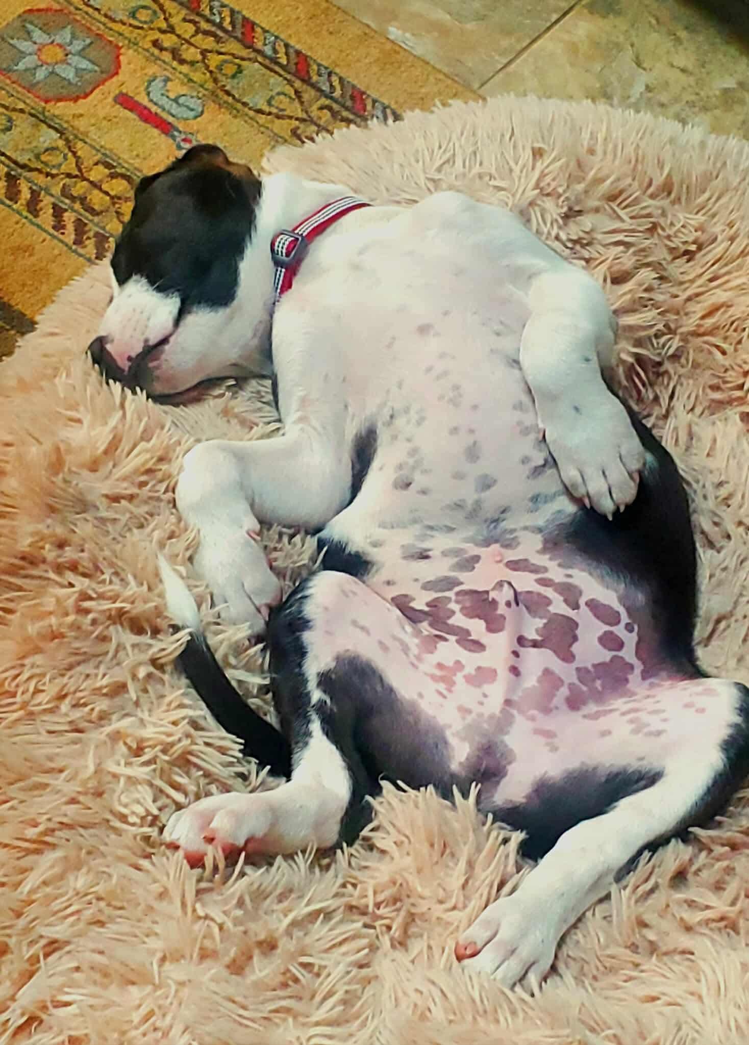 Dutton (Yellowstone litter)