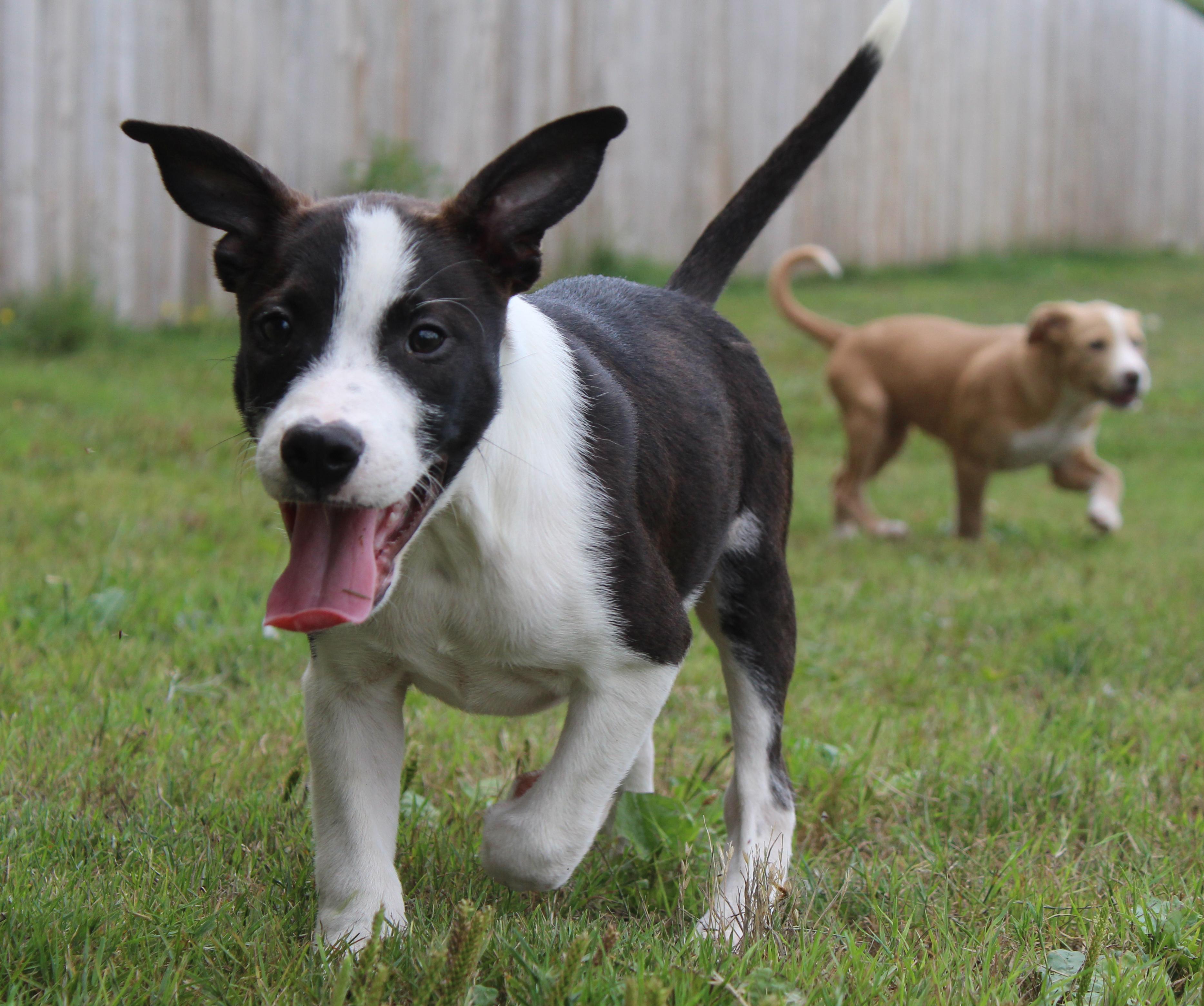 Dutton (Yellowstone litter)