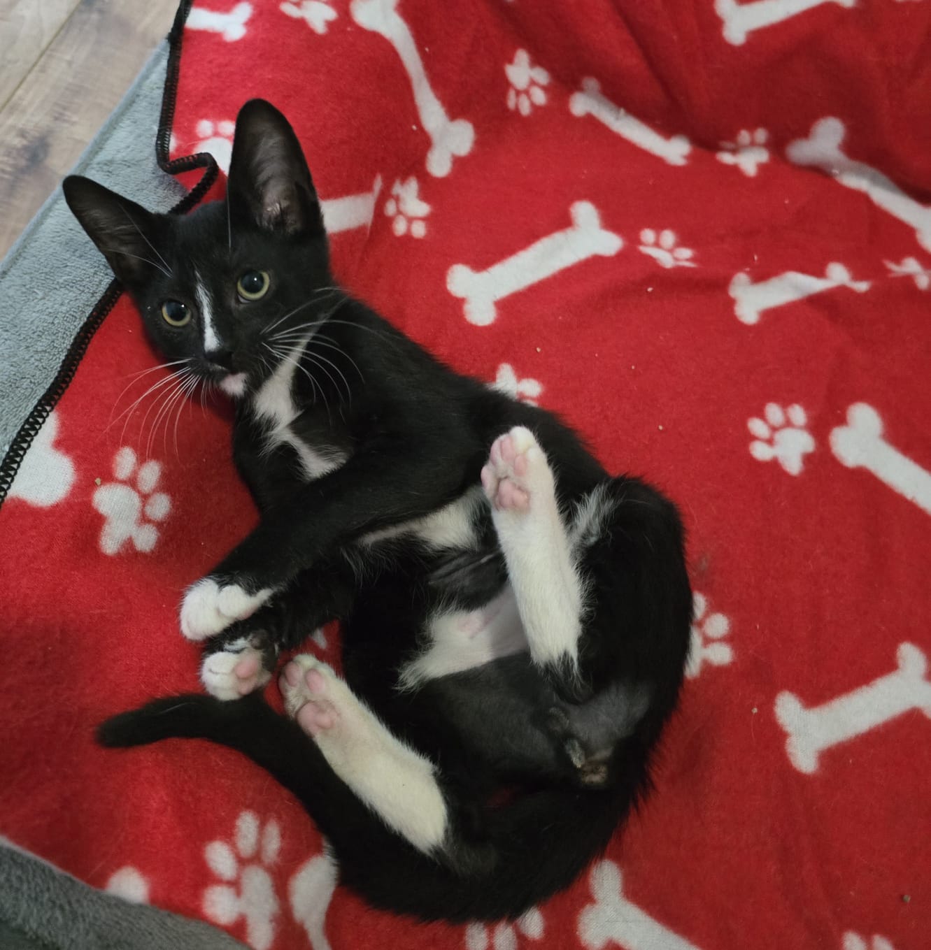 Kaleb, a Adopted American Shorthair in Miami, FL image 3/4