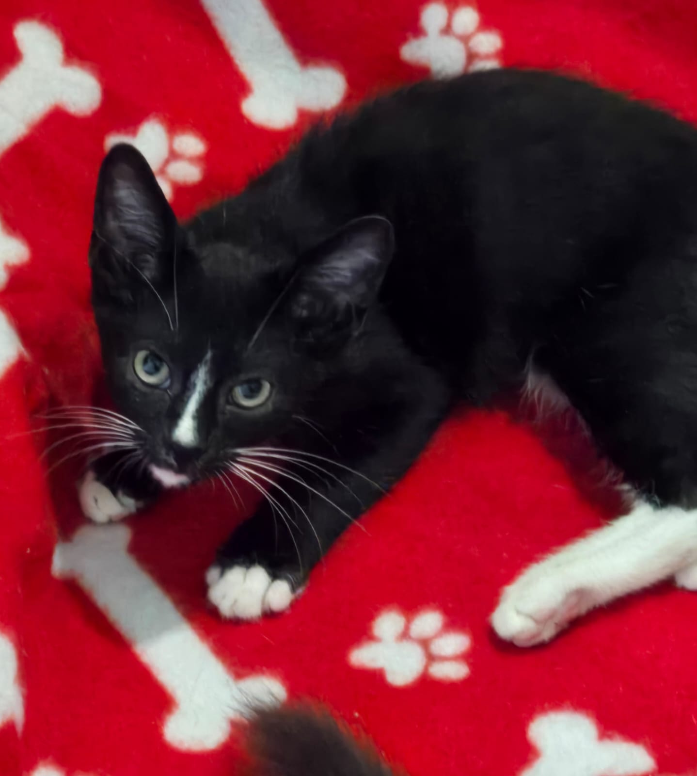 Kaleb, Adopted, Kitten Male American Shorthair.