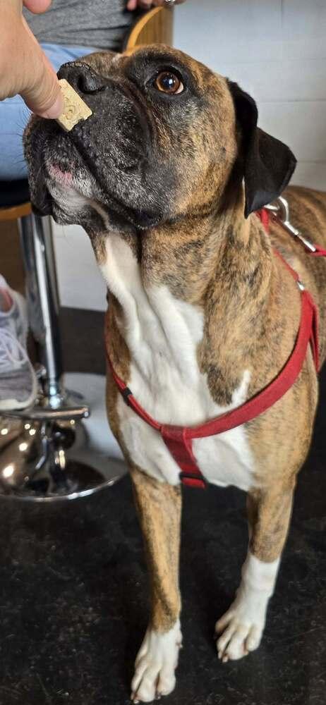 Bruno VII, a Adoptable Boxer in Hewitt, TX image 1/6