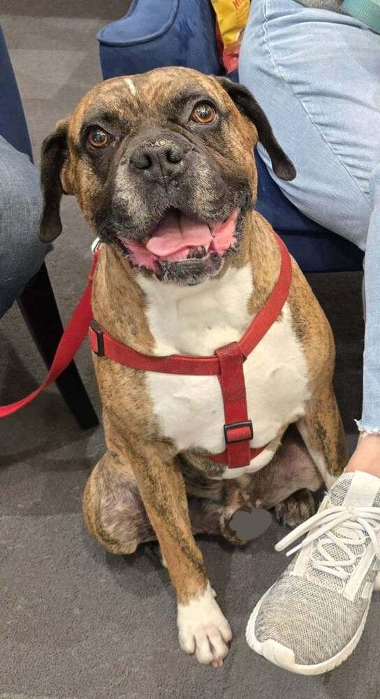 Bruno VII, a Adoptable Boxer in Hewitt, TX image 2/6