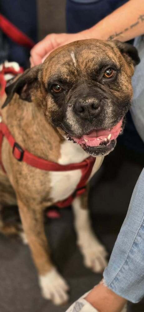Bruno VII, a Adoptable Boxer in Hewitt, TX image 3/6
