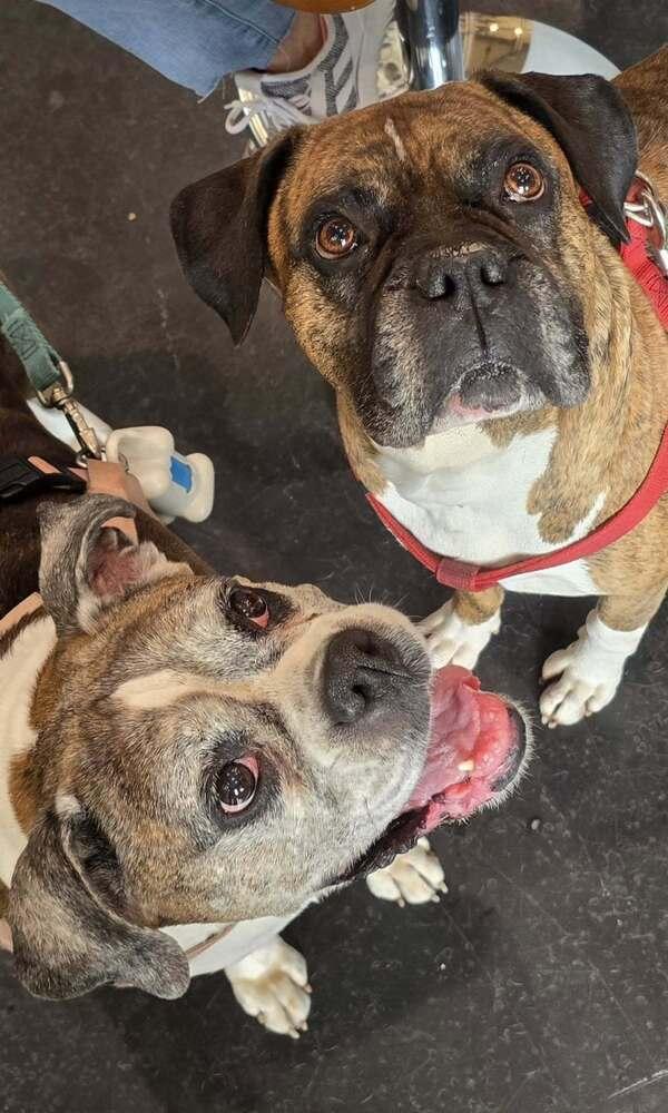 Bruno VII, a Adoptable Boxer in Hewitt, TX image 4/6