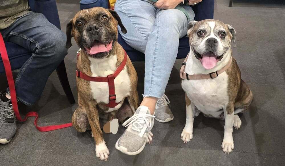 Bruno VII, a Adoptable Boxer in Hewitt, TX image 5/6