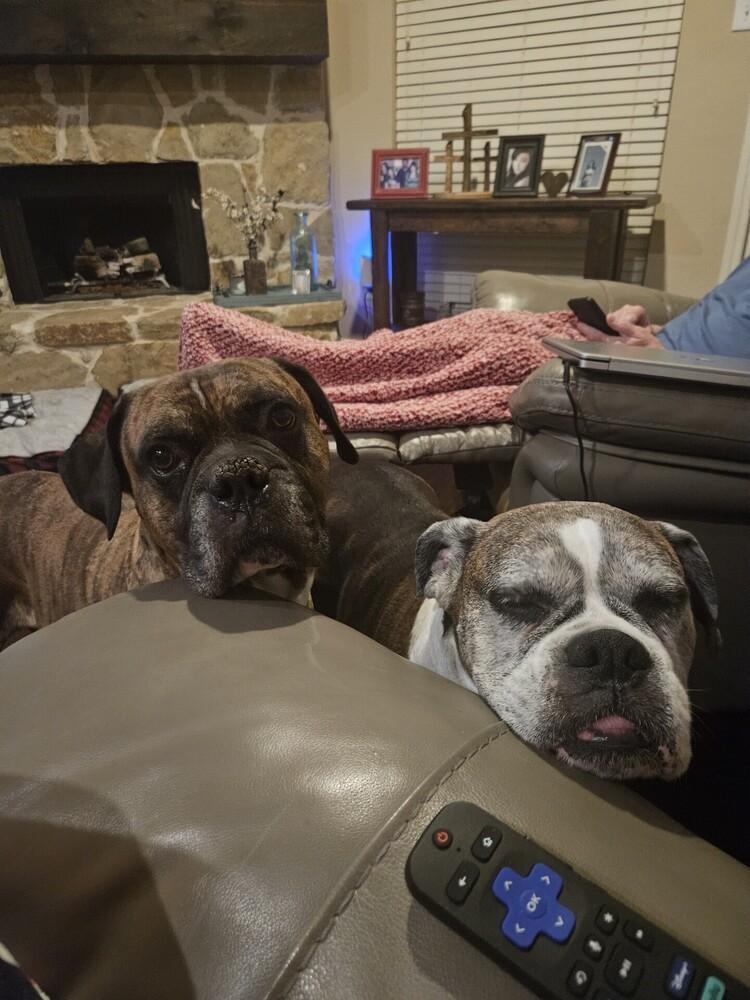 Bruno VII, a Adoptable Boxer in Hewitt, TX image 6/6