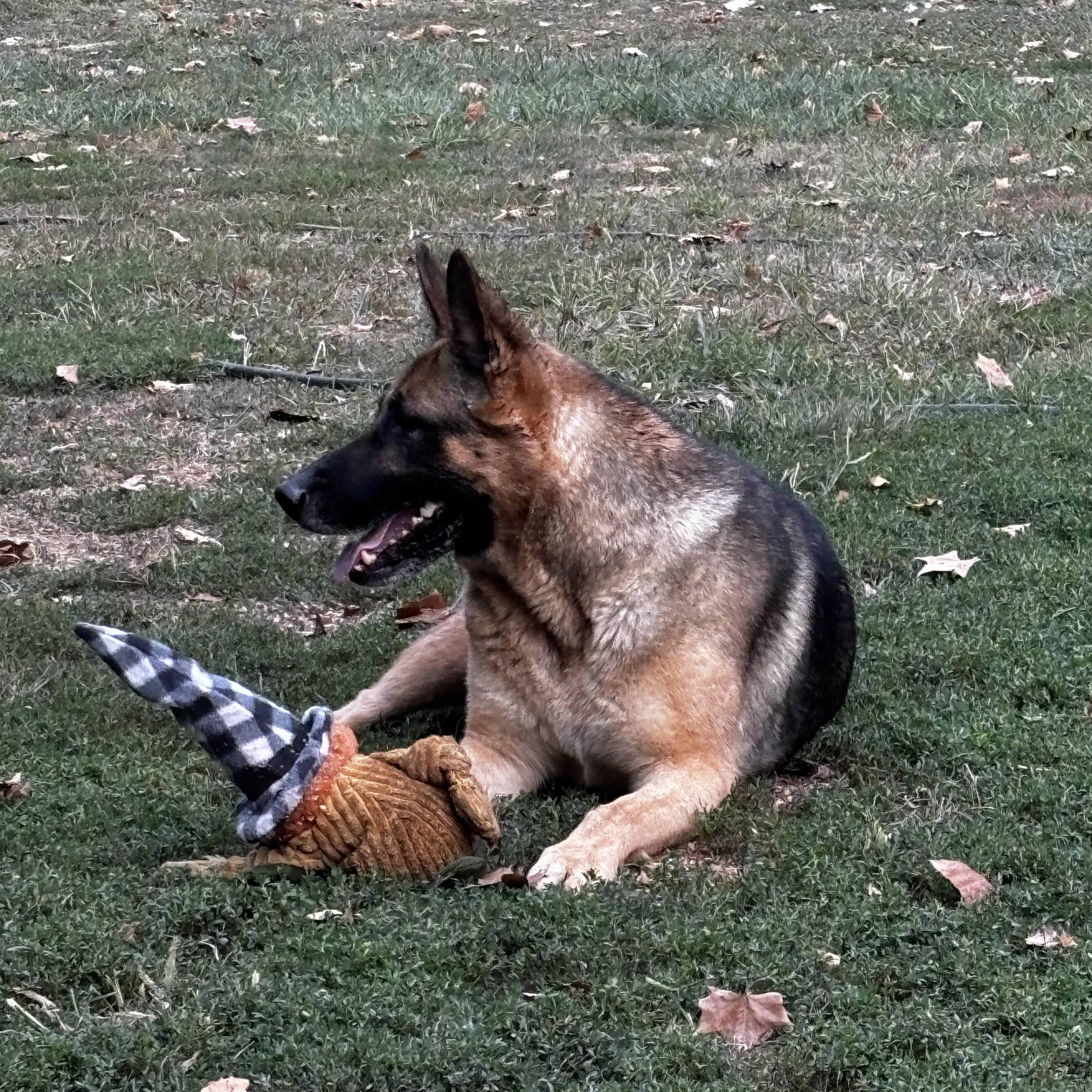 Enlarge Hope, a Adoptable German Shepherd Dog in Lucasville, OH image 1/4