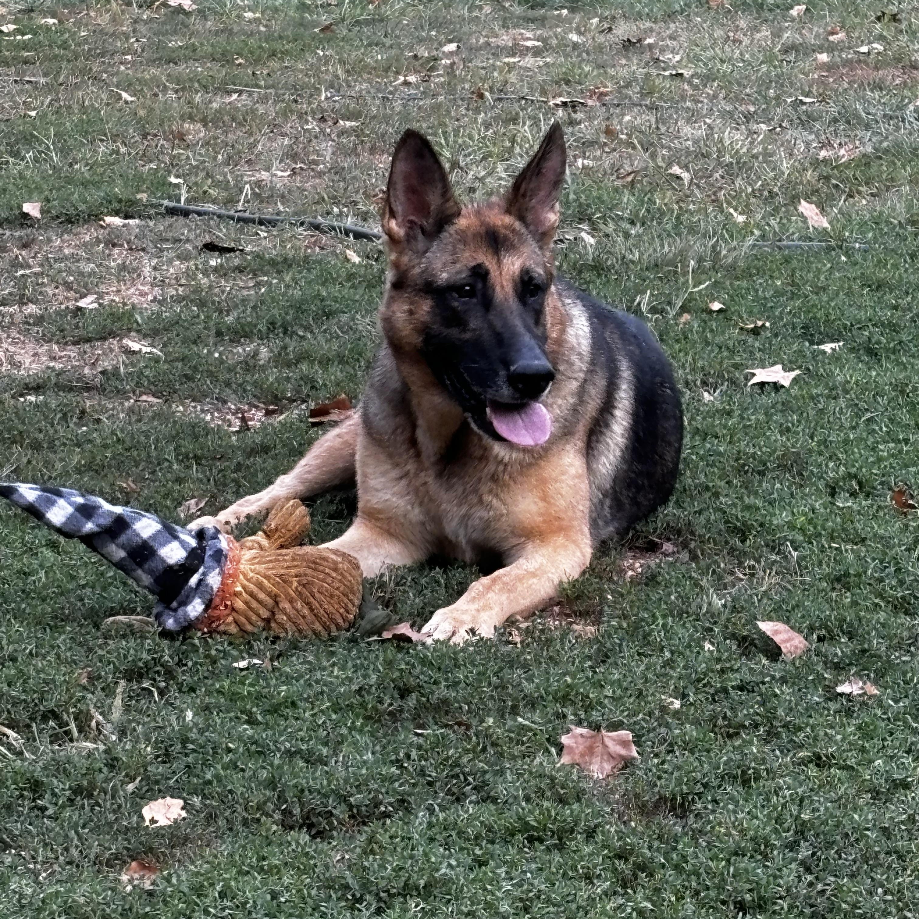 Enlarge Hope, a Adoptable German Shepherd Dog in Lucasville, OH image 2/4