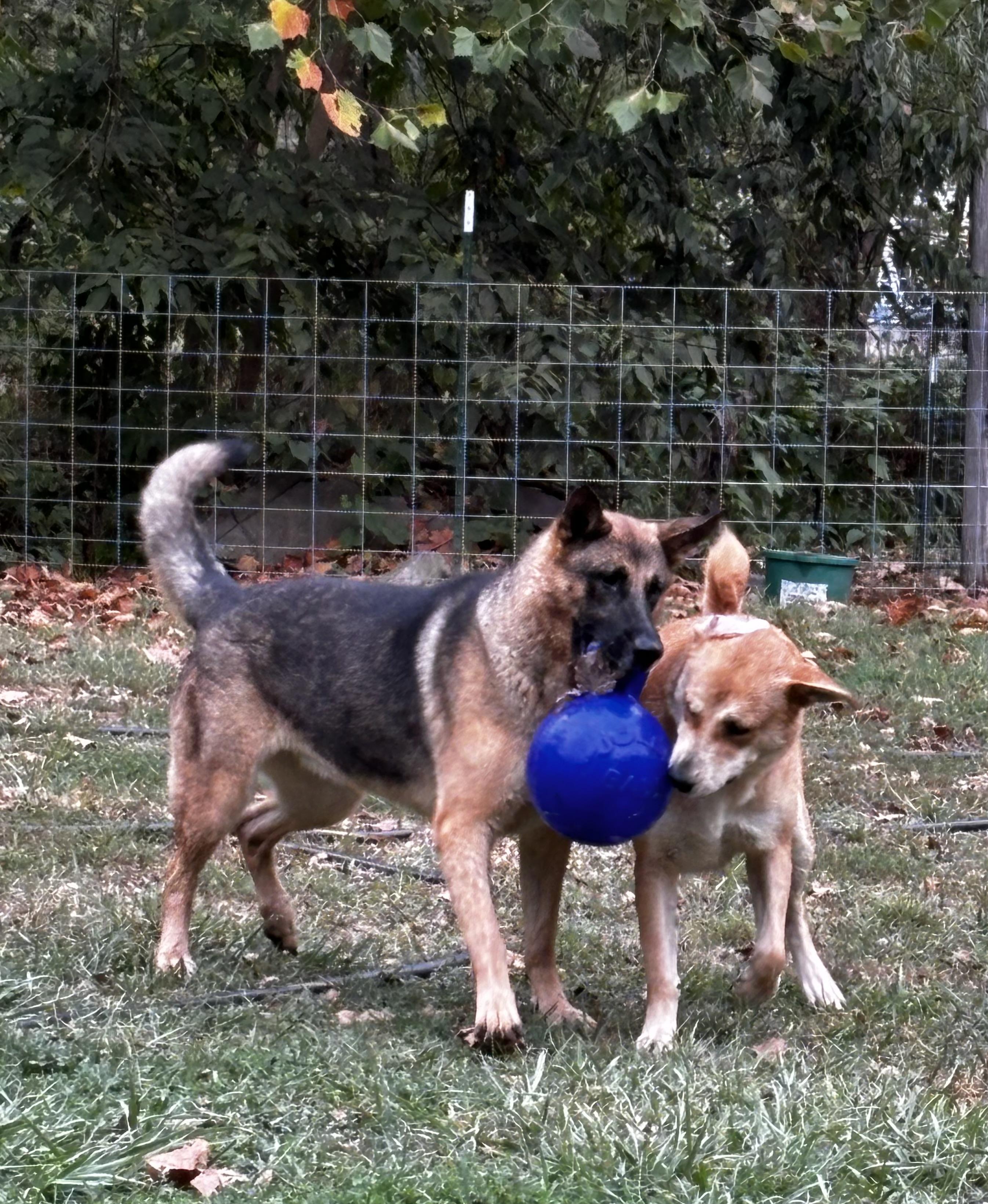 Enlarge Hope, a Adoptable German Shepherd Dog in Lucasville, OH image 3/4