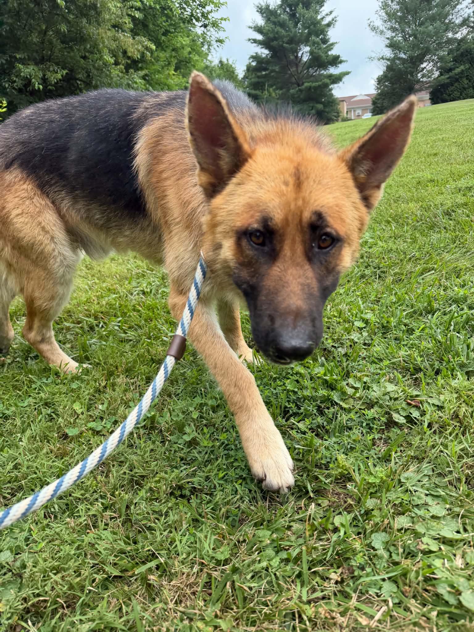 Rico, ADOPTABLE, Adult Male German Shepherd Dog.