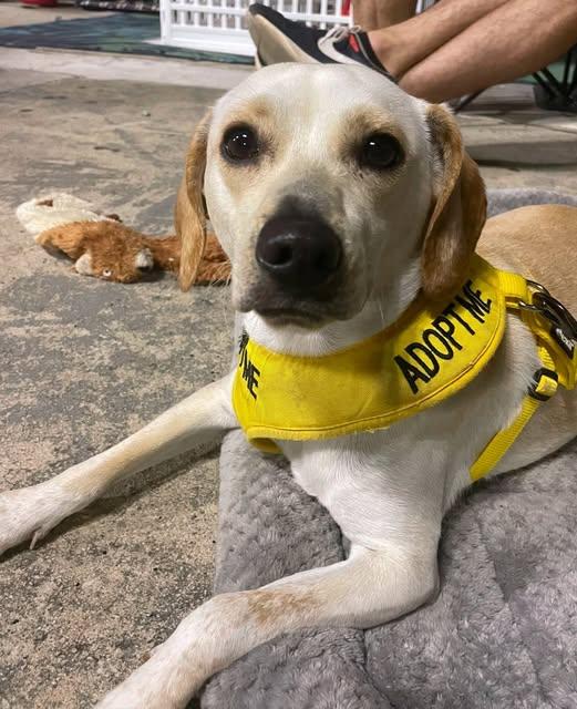 JP - super cute and fun little guy!, Adoptable, Young Male Beagle & Yellow Labrador Retriever.