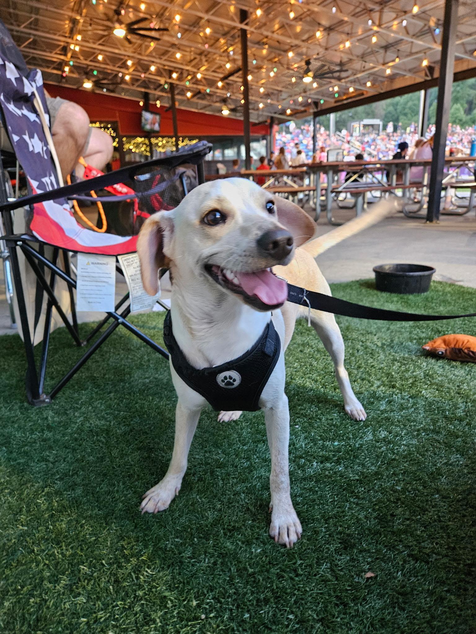 Enlarge JP - super cute and fun little guy!, a Adoptable mixed breed in Buford, GA image 3/6