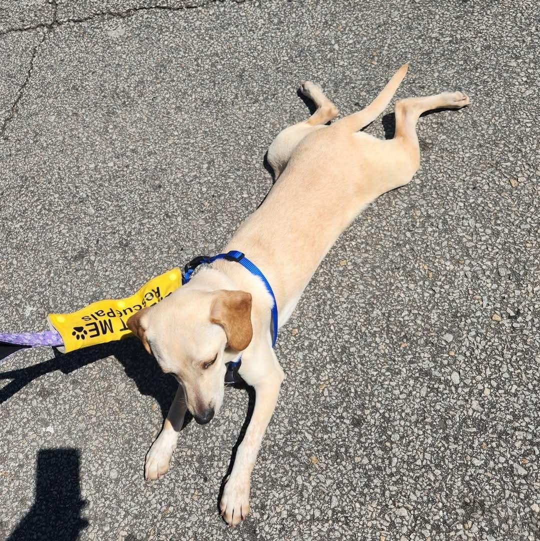 Enlarge JP - super cute and fun little guy!, a Adoptable mixed breed in Buford, GA image 5/6