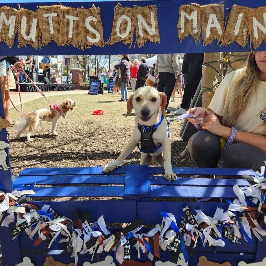 Enlarge JP - super cute and fun little guy!, a Adoptable mixed breed in Buford, GA image 6/6