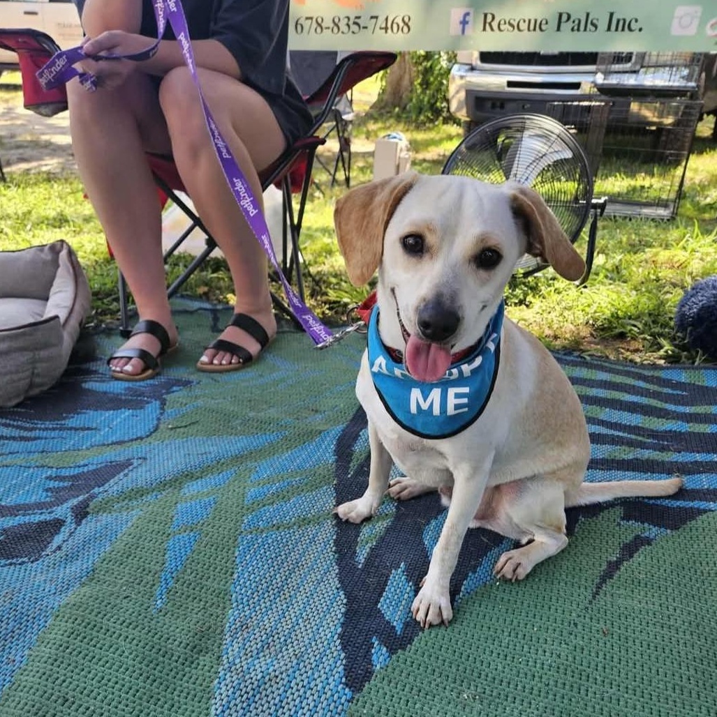 Enlarge JP - super cute and fun little guy!, a Adoptable mixed breed in Buford, GA image 2/6