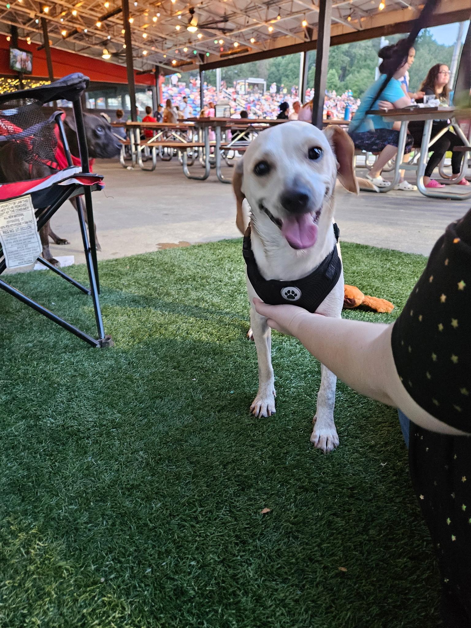 Enlarge JP - super cute and fun little guy!, a Adoptable mixed breed in Buford, GA image 4/6