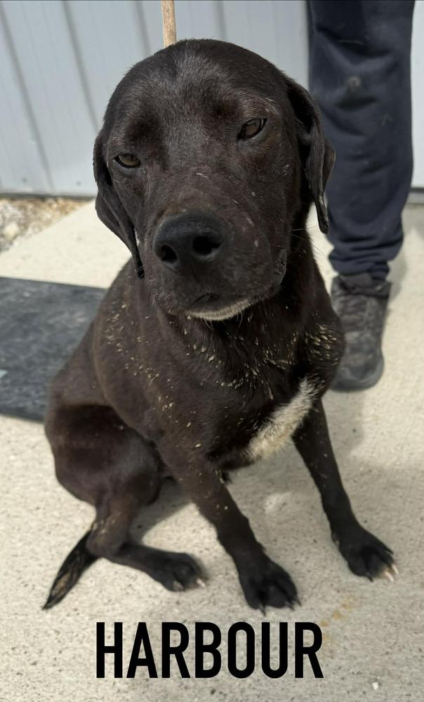 Enlarge Harbour, a Adoptable mixed breed in Evansville, IN image 1/3