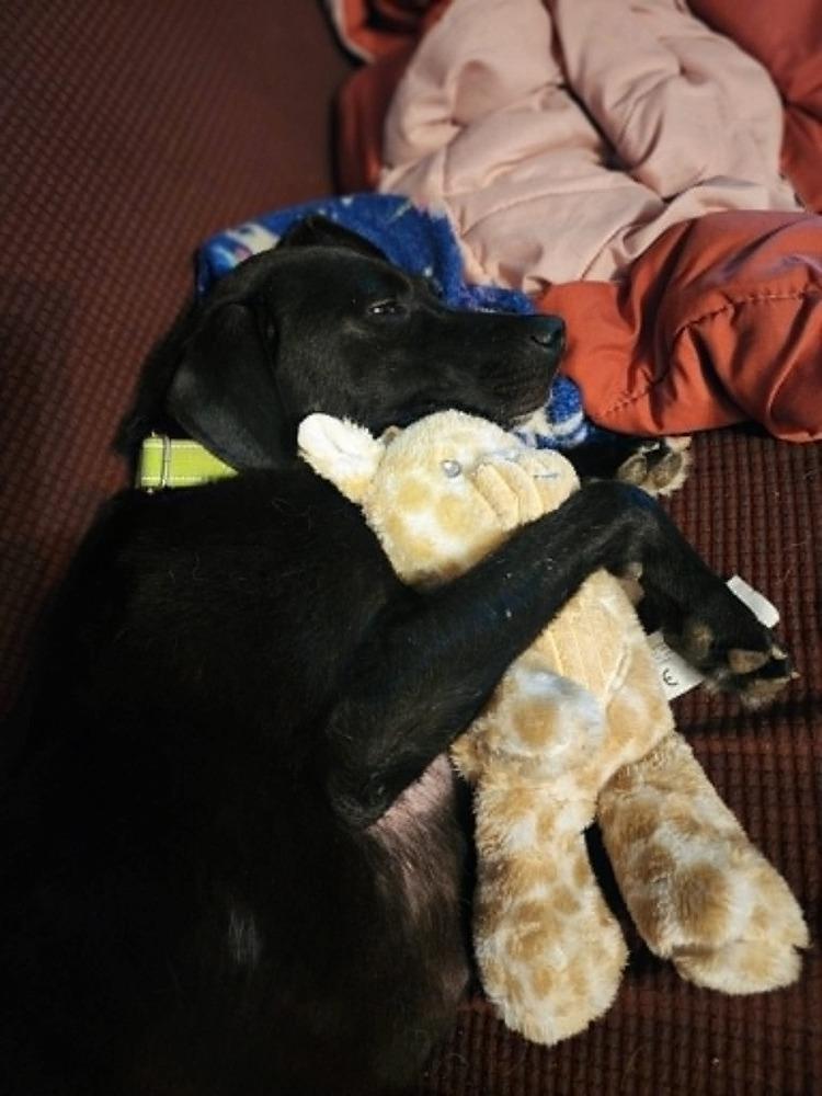 Enlarge Harbour, a Adoptable mixed breed in Evansville, IN image 2/3