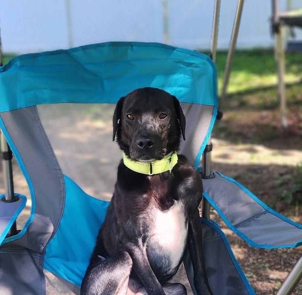 Enlarge Harbour, a Adoptable mixed breed in Evansville, IN image 3/3
