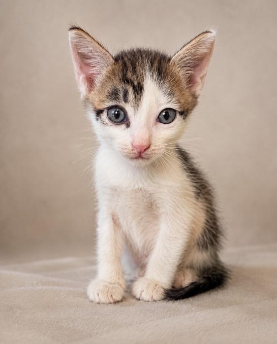 Athlass, Adoptable, Kitten Male Tabby.