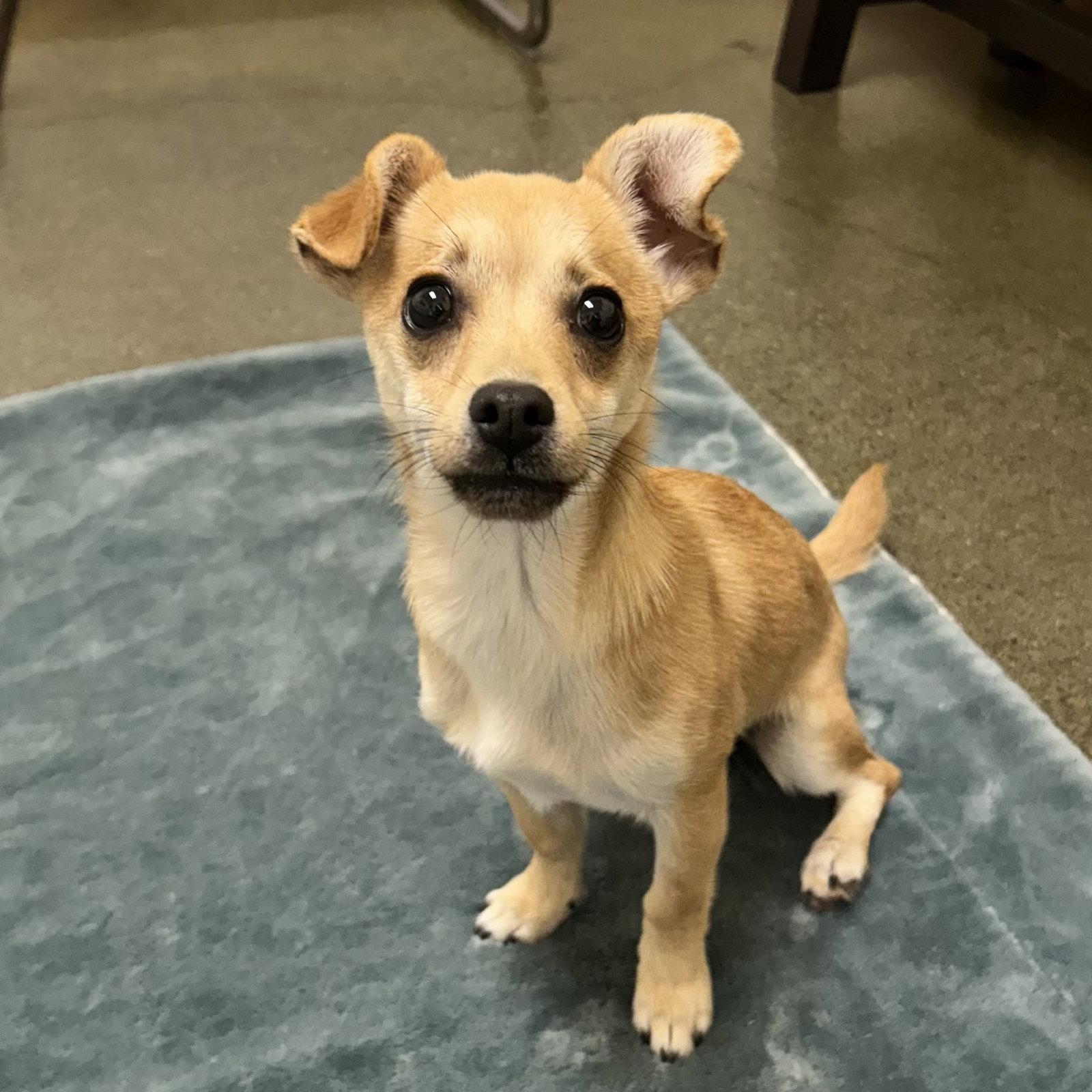 Bugsy, Adopted, Young Male Chihuahua.