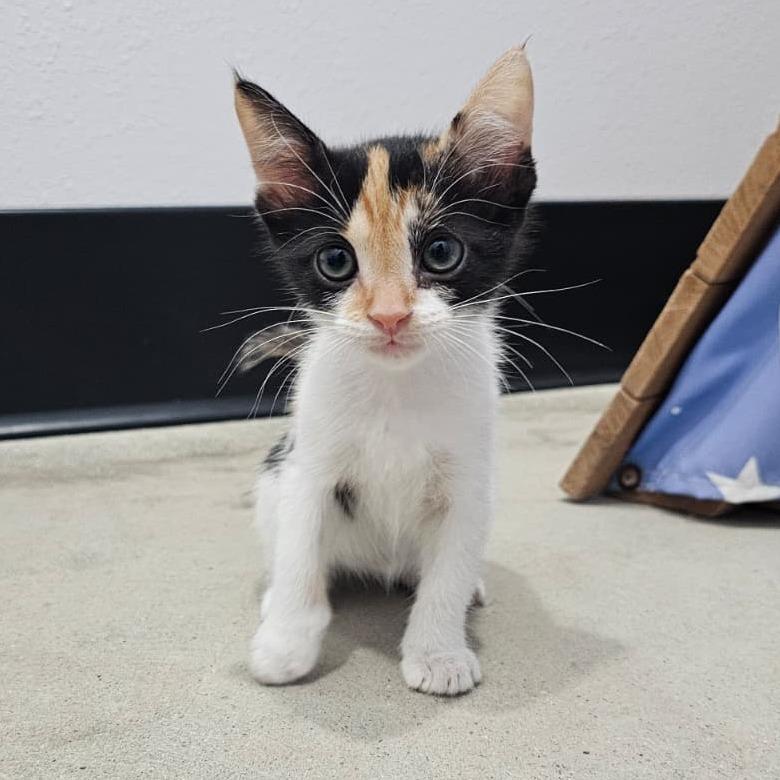 Enlarge Pie, a Adoptable Domestic Short Hair in Harlingen, TX image 1/3