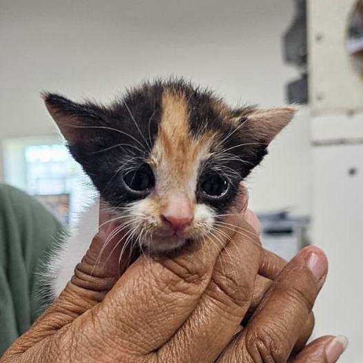Enlarge Pie, a Adoptable Domestic Short Hair in Harlingen, TX image 2/3