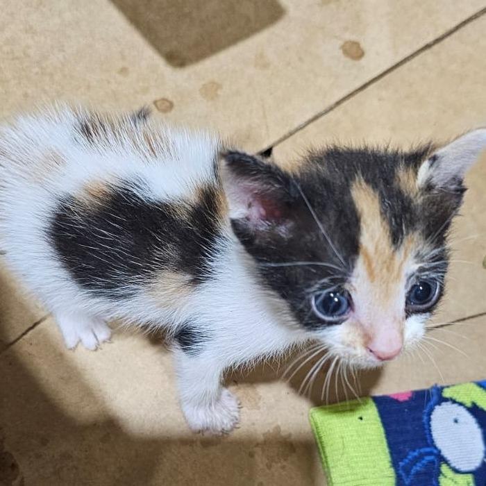 Enlarge Pie, a Adoptable Domestic Short Hair in Harlingen, TX image 3/3