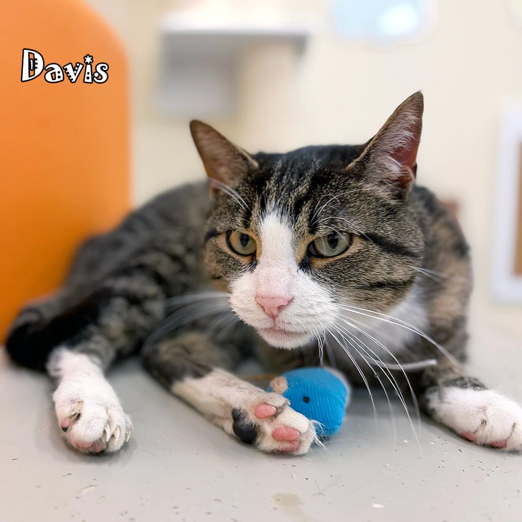 Davis @ PAWZ pet cafe, Adoptable, Adult Male Domestic Short Hair.