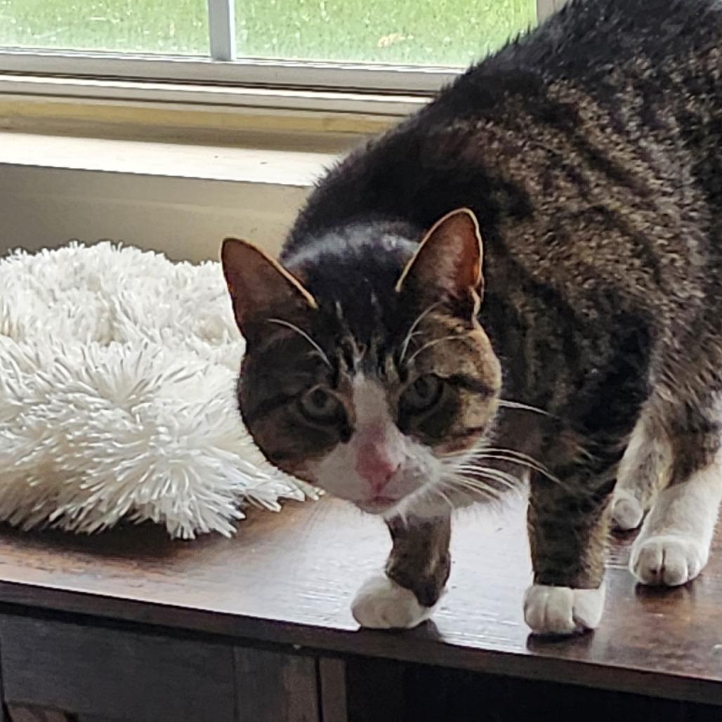 Davis @ Pet Supplies Plus Kokomo, Adoptable, Adult Male Domestic Short Hair.