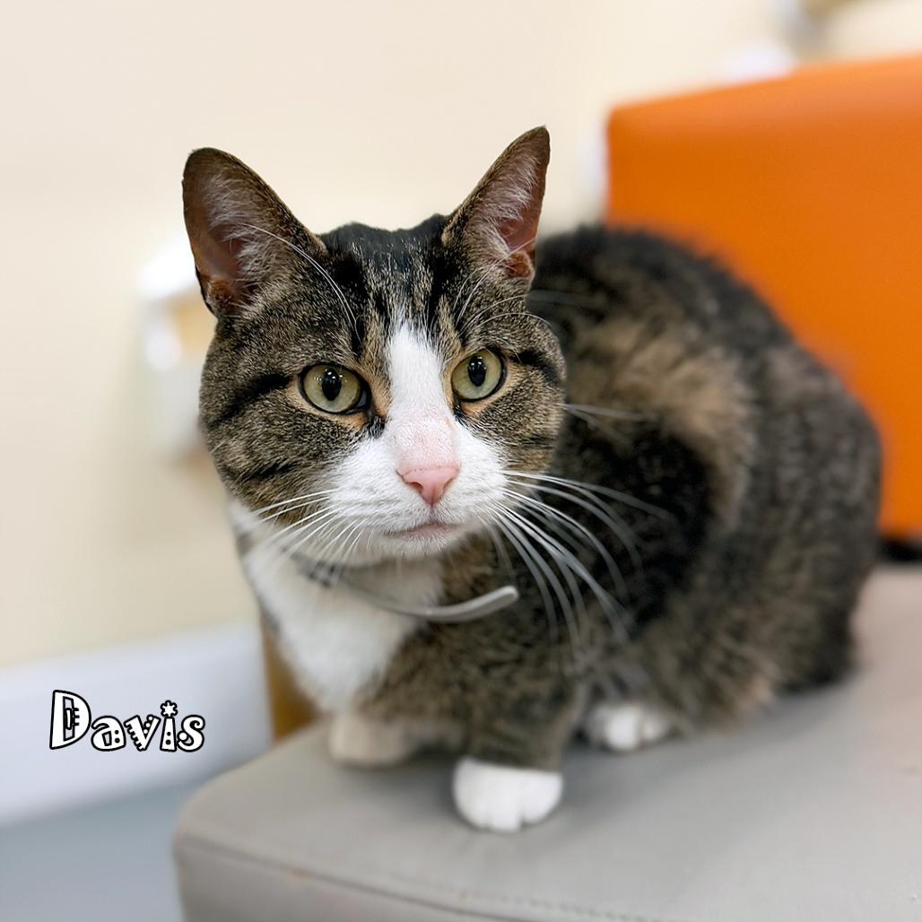 Enlarge Davis @ PAWZ pet cafe, a Adoptable Domestic Short Hair in Carmel, IN image 3/6