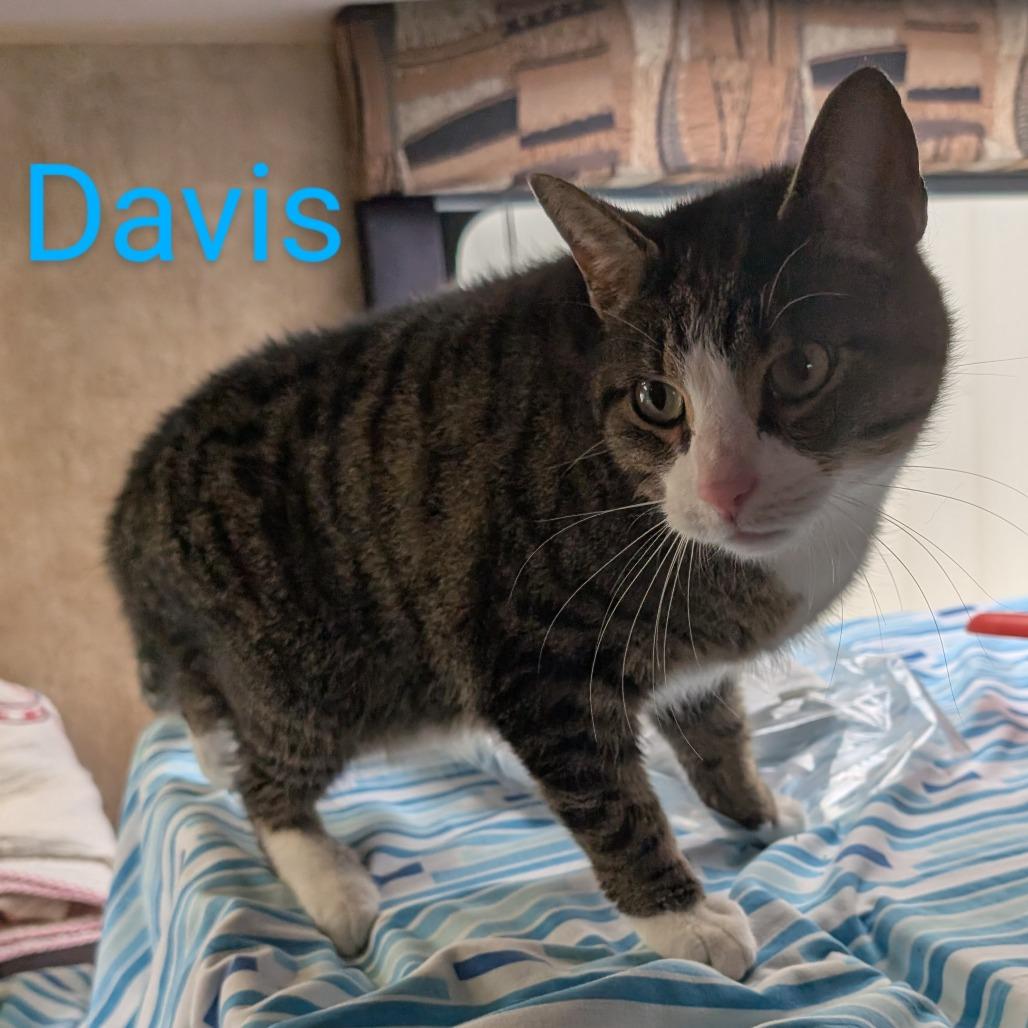 Enlarge Davis @ Pet Supplies Plus Kokomo, a Adoptable Domestic Short Hair in Carmel, IN image 2/2