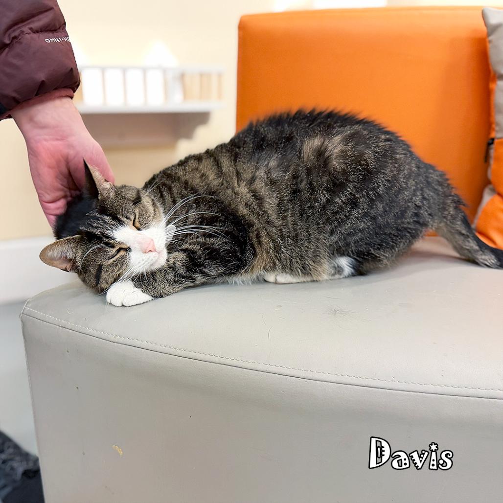 Enlarge Davis @ PAWZ pet cafe, a Adoptable Domestic Short Hair in Carmel, IN image 5/6