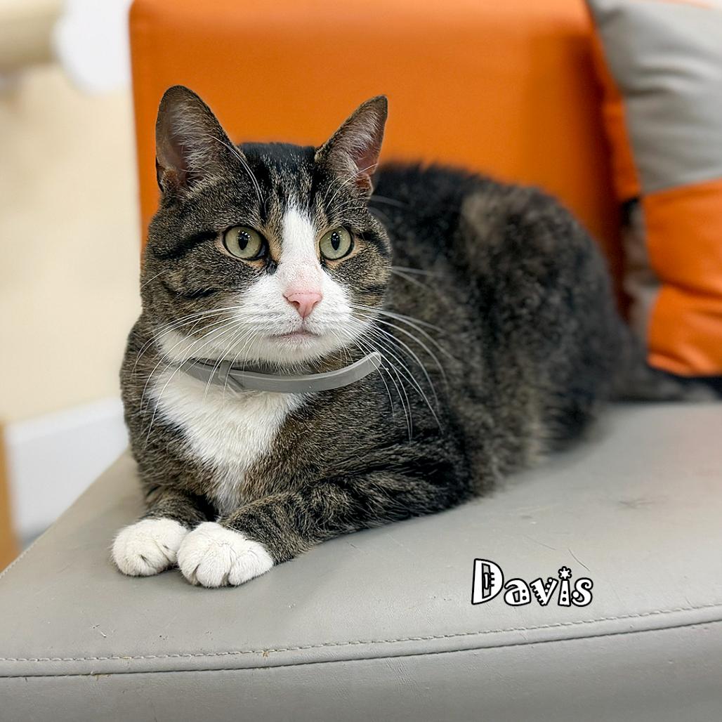 Enlarge Davis @ PAWZ pet cafe, a Adoptable Domestic Short Hair in Carmel, IN image 6/6