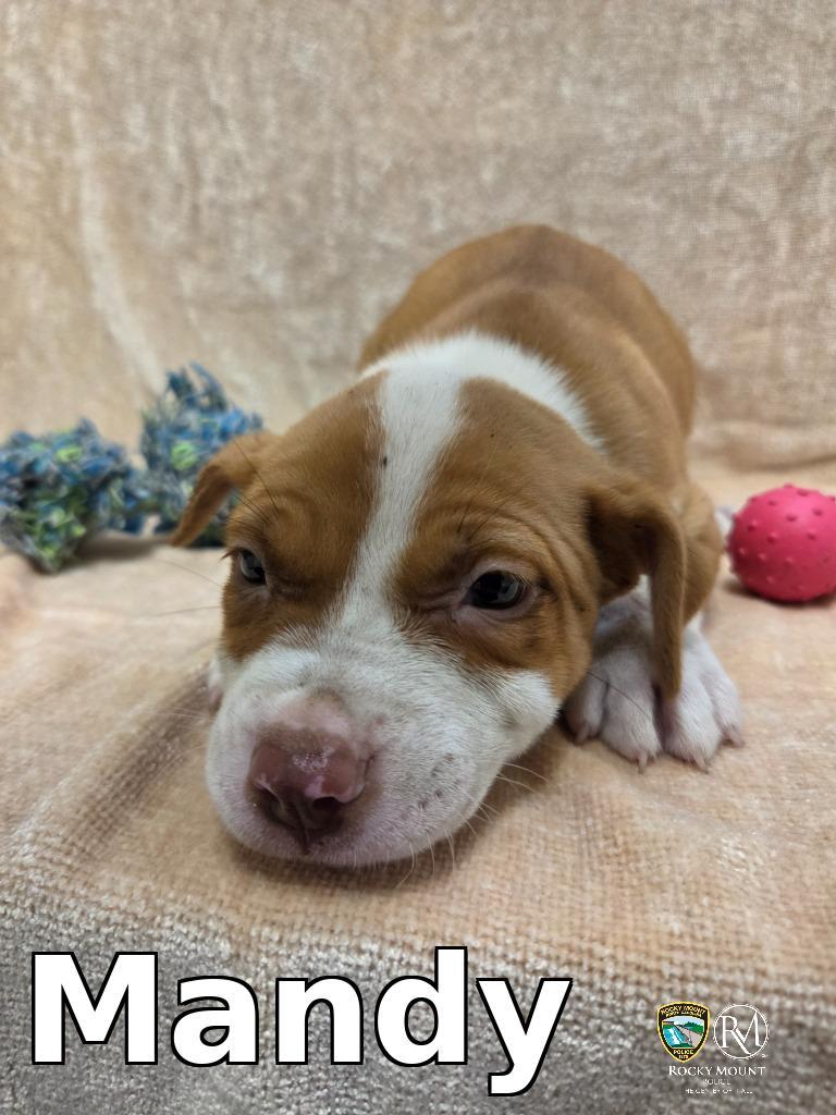 Mandy, Adoptable, Puppy Female Pit Bull Terrier.