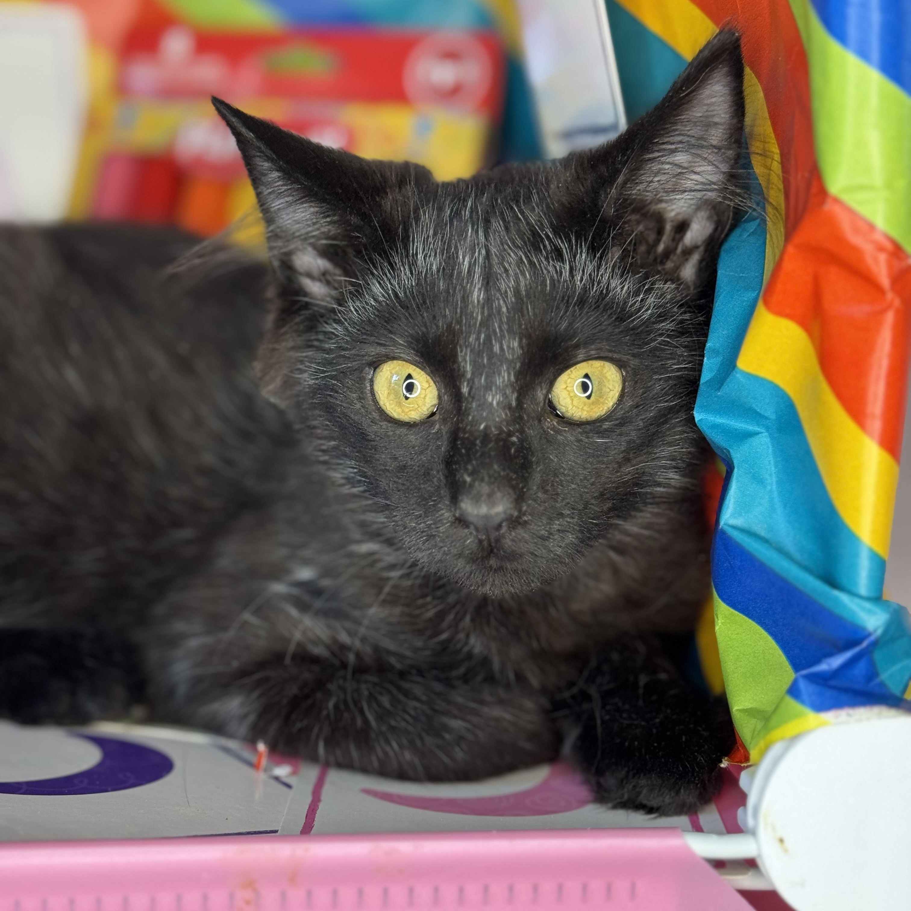 Enlarge Mindy & Mazy (Bonded Pair), a Adoptable mixed breed in Mount Vernon, IL image 4/6