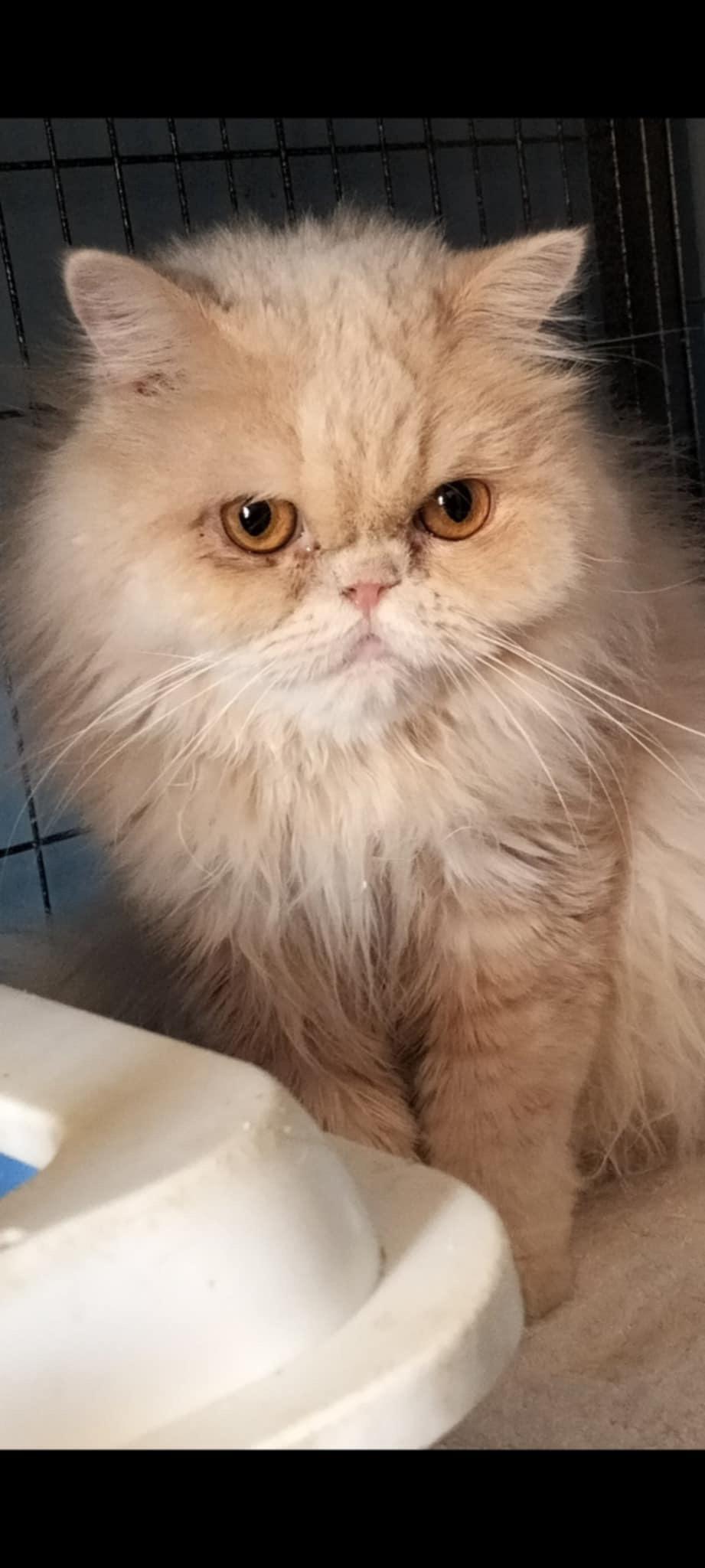 LunaMou