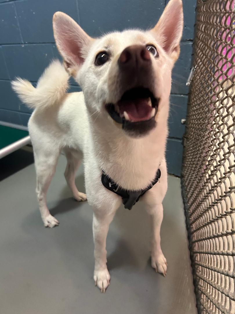 Polar, Adoptable, Young Male Husky.