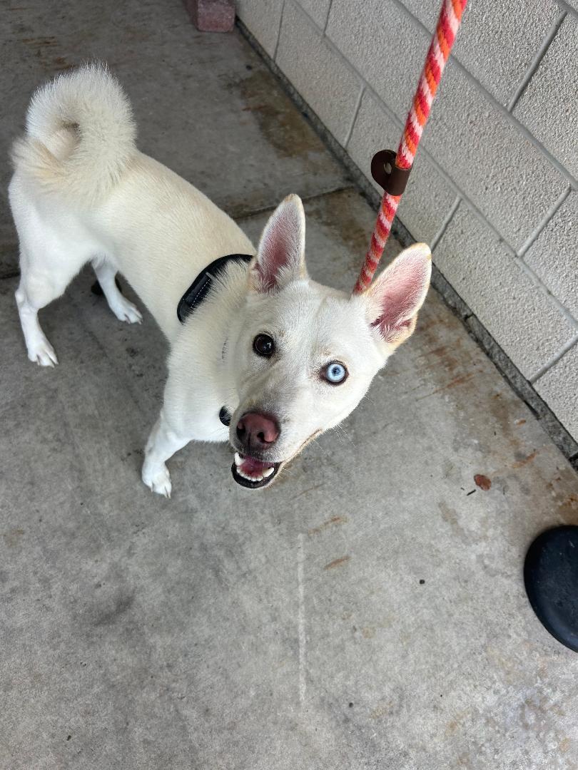 Enlarge Polar, a Adoptable Husky in Rowlett, TX image 2/3