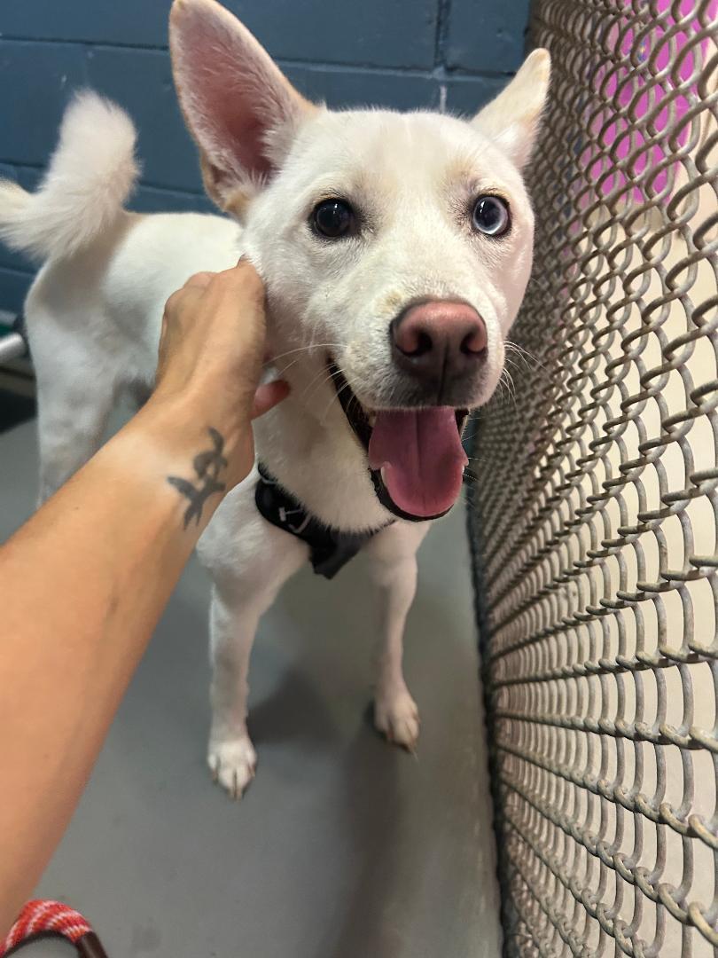 Enlarge Polar, a Adoptable Husky in Rowlett, TX image 3/3