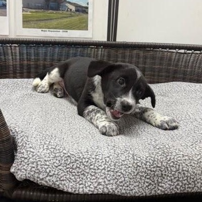 Enlarge Elena, a Adoptable mixed breed in Neillsville, WI image 4/5