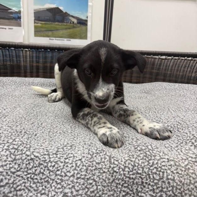 Elena, Adoptable, Puppy Female Labrador Retriever & Cattle Dog.