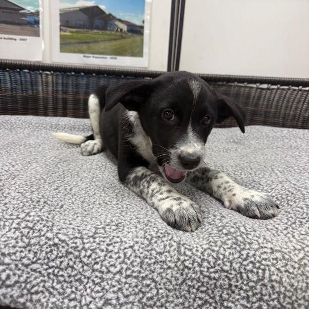 Enlarge Elena, a Adoptable mixed breed in Neillsville, WI image 2/5