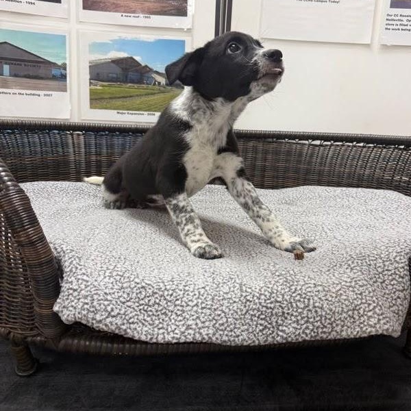 Enlarge Elena, a Adoptable mixed breed in Neillsville, WI image 5/5