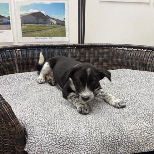Enlarge Elena, a Adoptable mixed breed in Neillsville, WI image 3/5