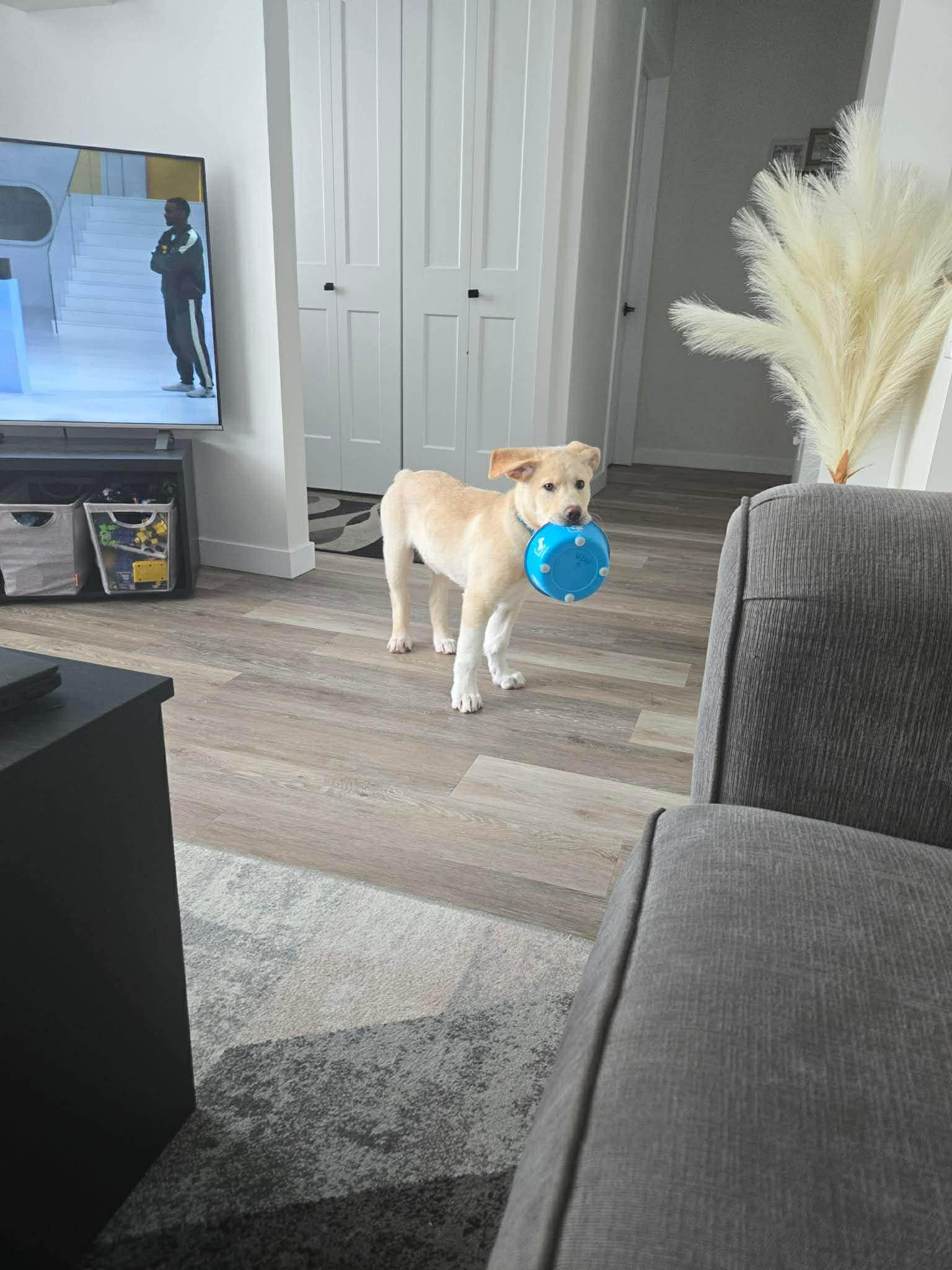 Enlarge Noel, an adopted mixed breed in Winnipeg, MB image 2/3