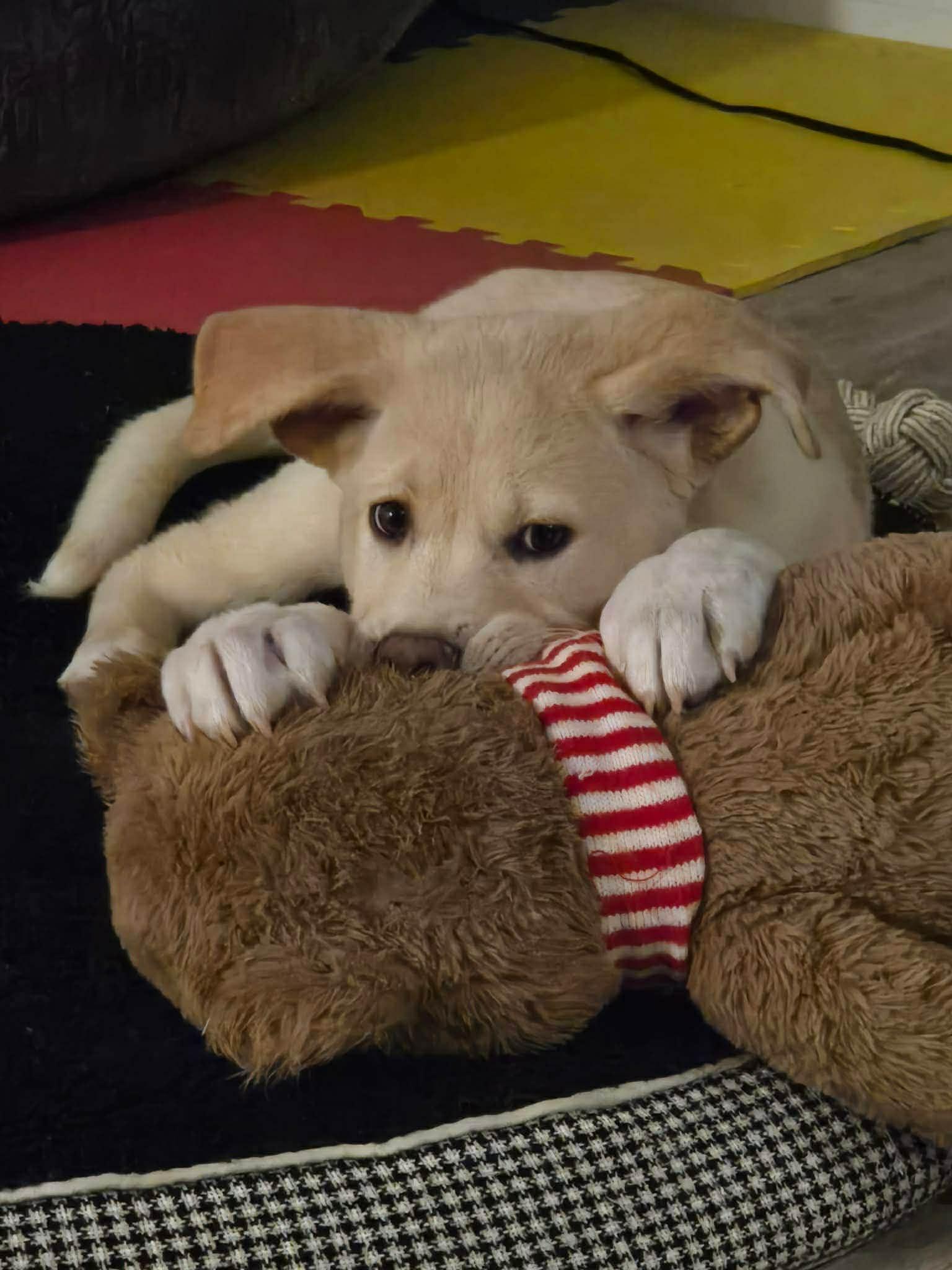 Enlarge Noel, an adopted mixed breed in Winnipeg, MB image 3/3