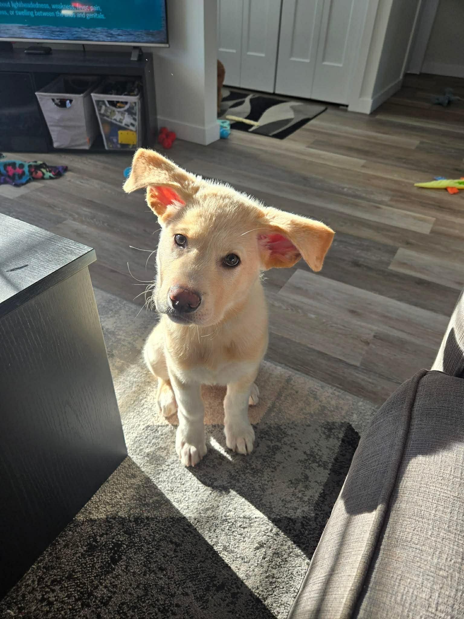 Noel, adopted, Young Male Labrador Retriever & Husky.