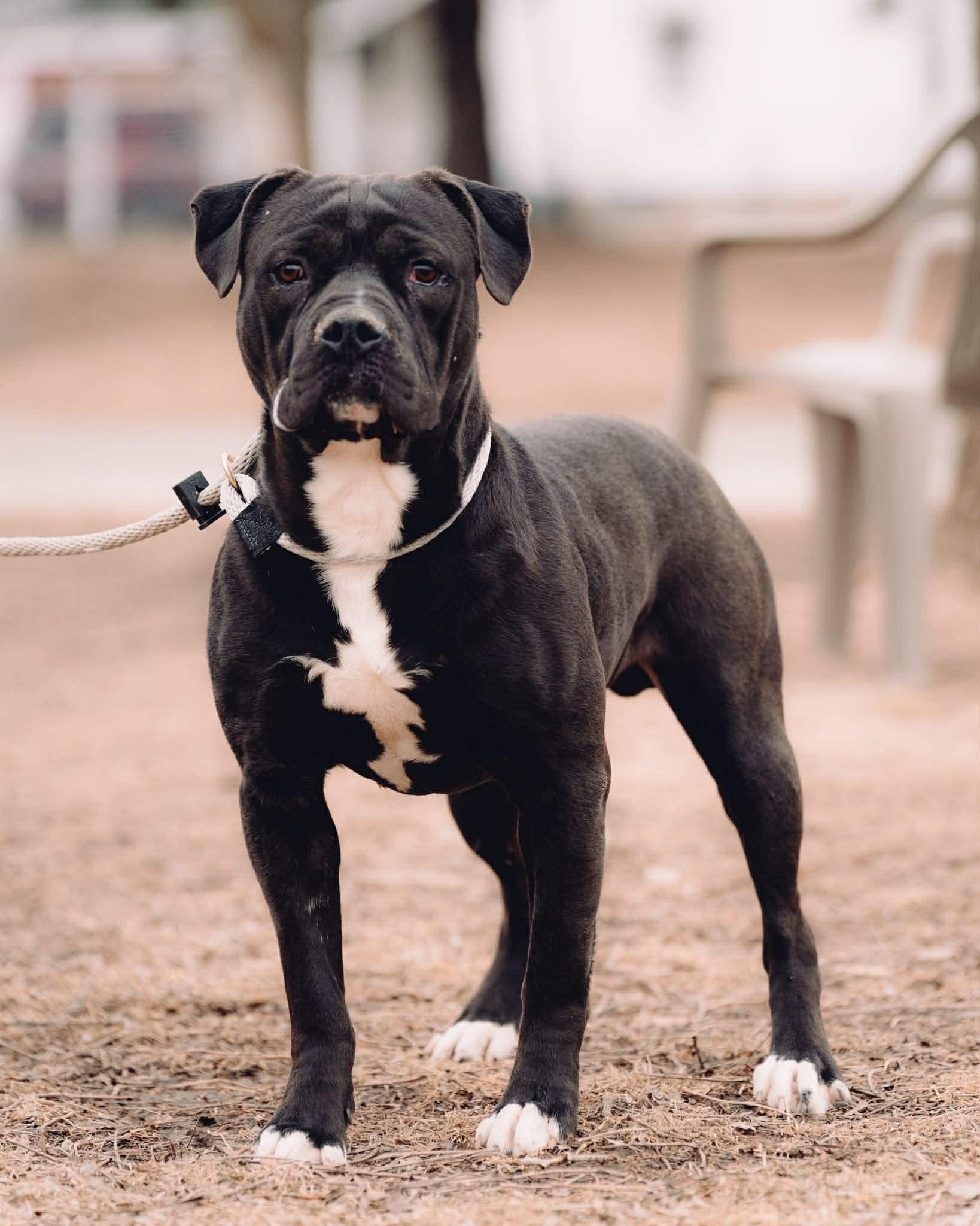 Forrest, ADOPTABLE, Adult Male Pit Bull Terrier.