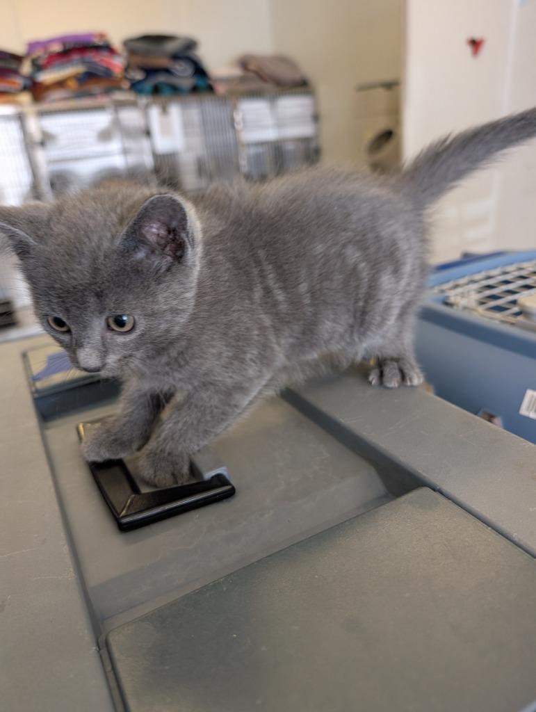 Enlarge Muffin Girl, a Adoptable mixed breed in Havre, MT image 1/1
